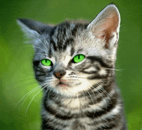 Chat